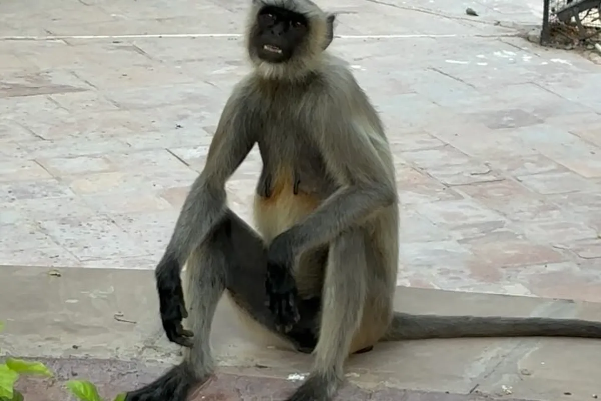 Mandore Gardens 2